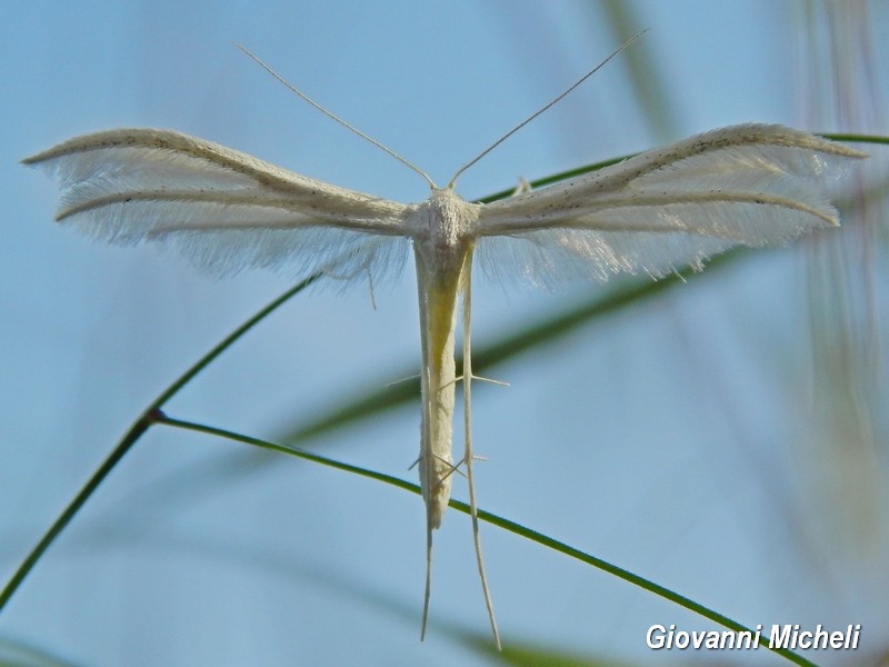 Pterophorus penctadactylus